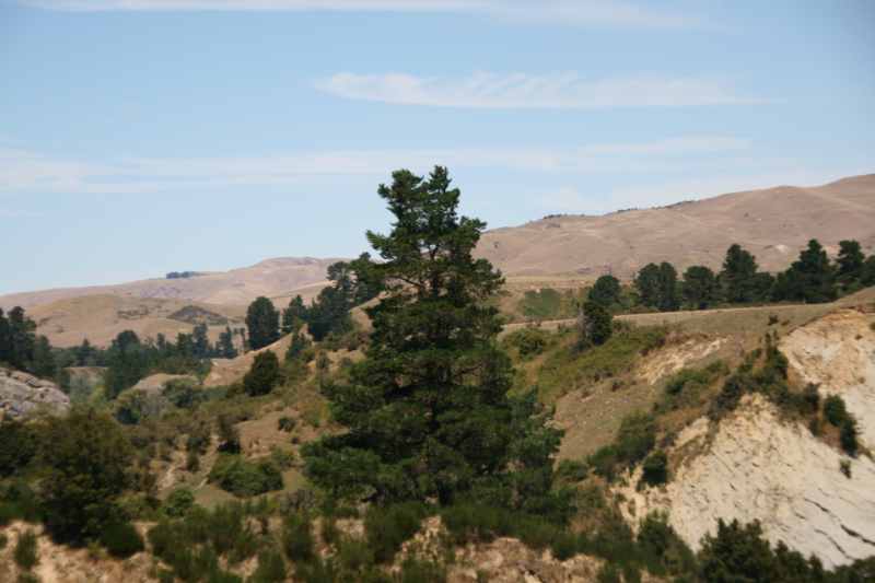 Nieuw-Zeeland 2011 - 1274